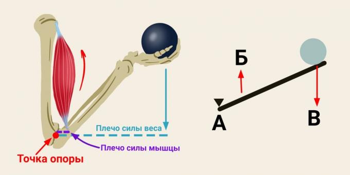 Principiul brațului de pârghie în biceps