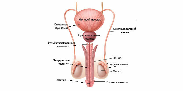 Ejaculare: structura sistemului reproductiv masculin