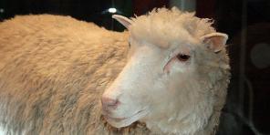 Ce s-a schimbat în lumea clonării de pe vremea oilor Dolly