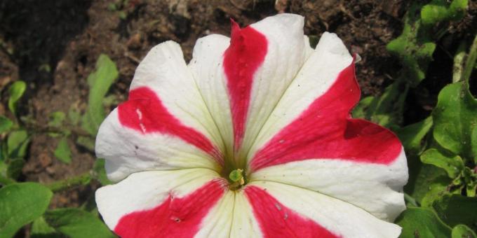 flori nepretențioase pentru paturi de flori: grandiflora Petunia