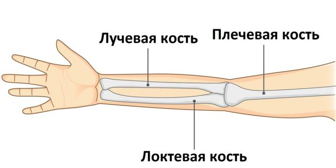 Când un braț este rupt, unul dintre cele trei oase ale acestuia este rănit.