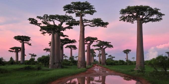 pădurile din Madagascar