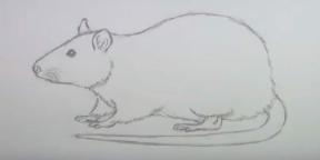 15 moduri de a desena un șoarece sau un șobolan