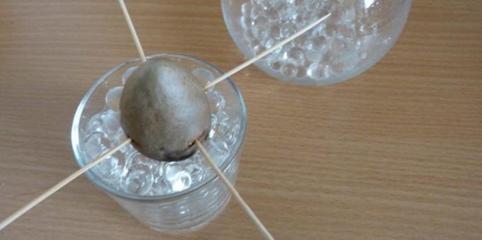 Cum să crească un avocado dintr-o piatră: Piatra într-un pahar cu hidrogel