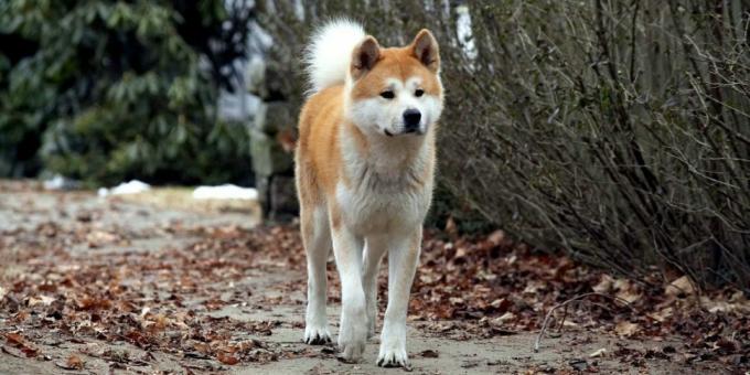 Filme cu animale: "Hachiko: Cel mai loial prieten"