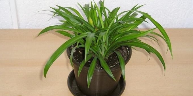 Plante de casa Shade: Chlorophytum