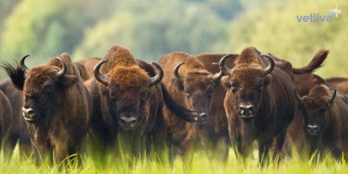 bizoni din Belarus