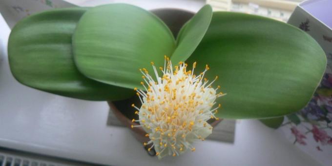 Room flori bulboase: haemanthus