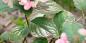 5 motive pentru care hortensiile nu înfloresc
