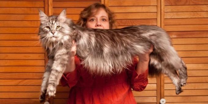 Maine Coon titular-record de Guinness Book of Records 
