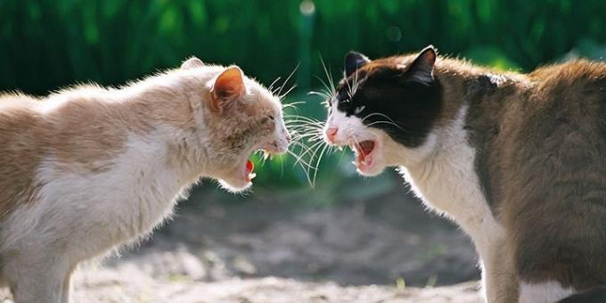 De multe ori pisici agresiune cauzate de hormoni