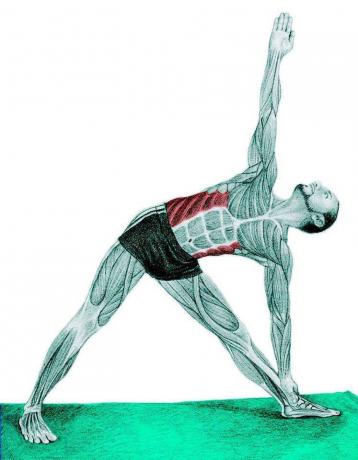 Anatomia stretching: Triangle Pose