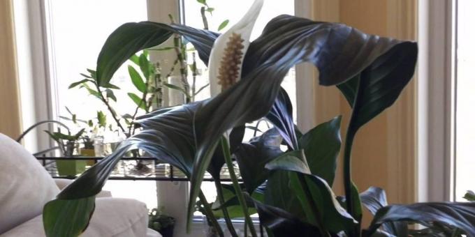 Îngrijire la domiciliu Spathiphyllum: În cazul în care pentru a pune Spathiphyllum