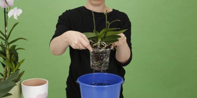 Cum să Orhidee apă: ridica oala pentru a scăpa de excesul de apă