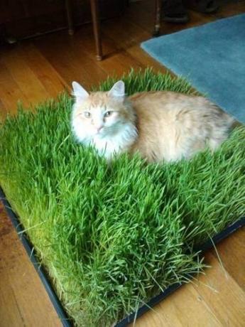 Pad de iarbă pentru pisici