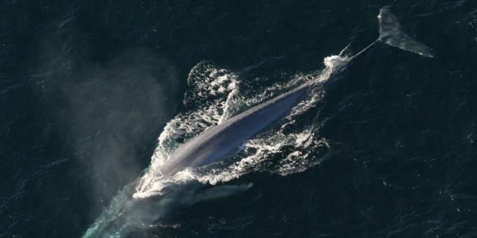 O balenă albastră poate înghiți un om