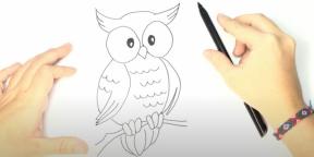 Cum să desenezi o bufniță: 21 de căi ușoare
