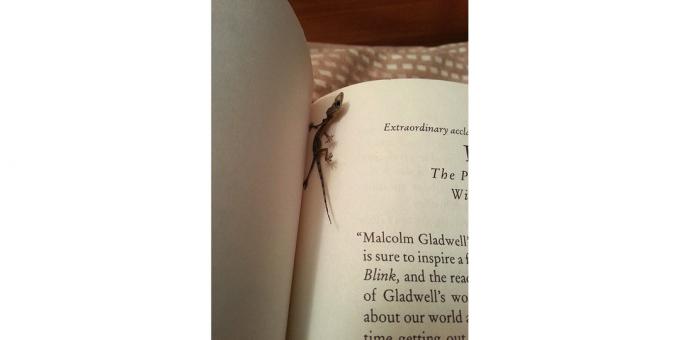 șopârlă în carte