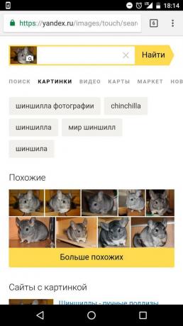 „Yandex“: determinarea animalului pe imagine