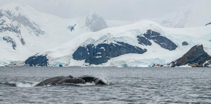 Antarctica: fotografia unei balene cu cocoașă