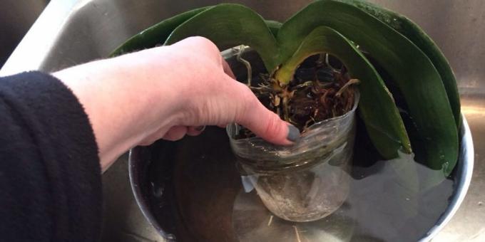 Cum se uda orhidee: se arunca cu capul, să ia un castron adanc sau alt recipient