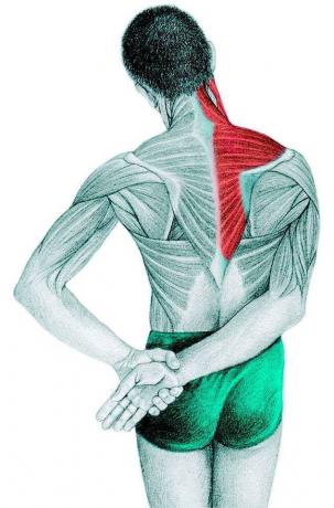 Anatomia întindere: trapez, supraspinatus, mușchiul deltoid