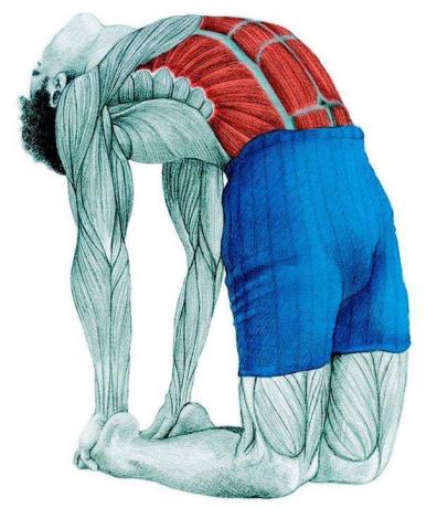 Anatomia stretching: poza cămilă