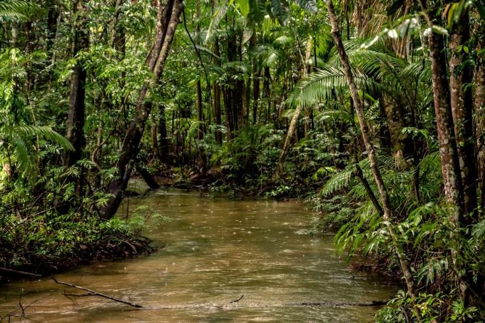 Date interesante: 20% din oxigenul produs în pădure Amazon