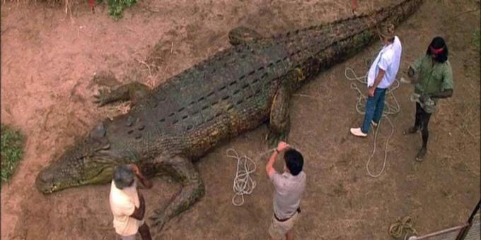Filme cu crocodili: „Dark Times”