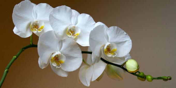 Cum să aibă grijă de orhidee Phalaenopsis