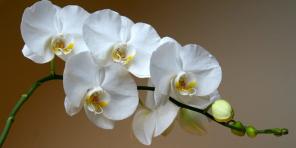 Cum să aibă grijă de orhidee de diferite soiuri