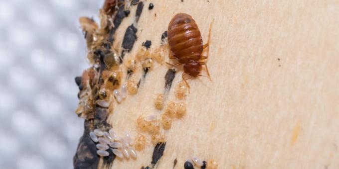 Cum să scăpați de bug-uri de pat: căutați ouă, piei și excremente de insecte în locuri izolate
