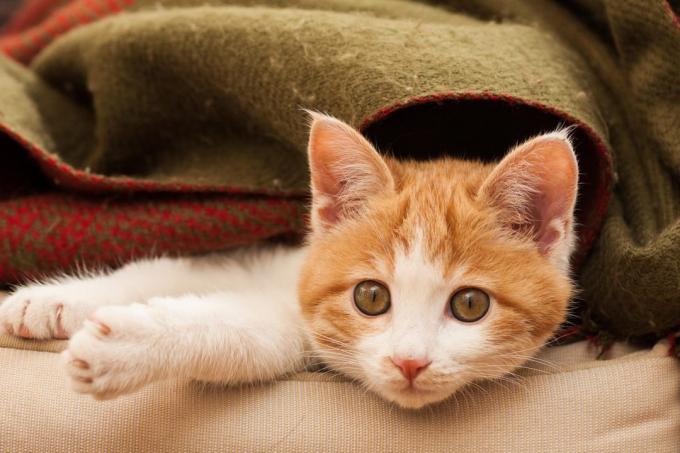 animale de companie fără adăpost: Cat alimente