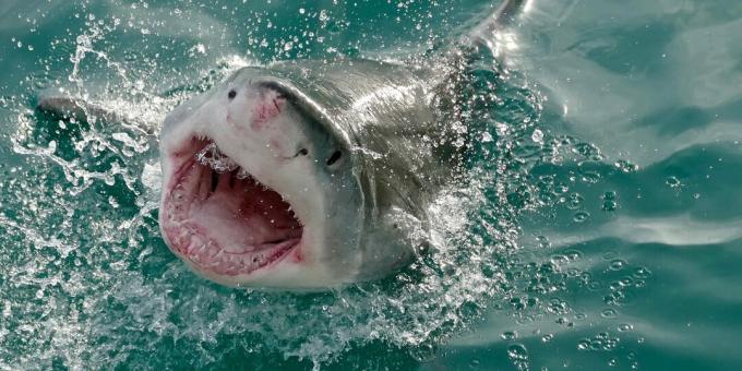Concepții greșite populare: rechinii atacă oamenii din greșeală