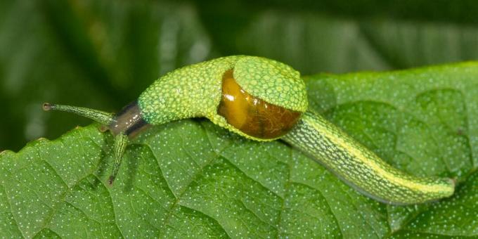 Animale neobișnuite: un limac care aruncă „sulițe de dragoste”