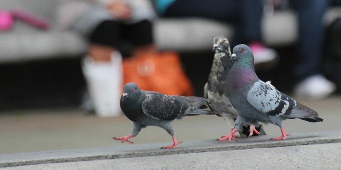 Cele mai inteligente păsări din lume: porumbeii