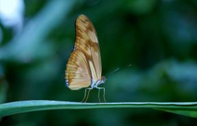 Cât de frumos pentru a fotografia un fluture: 8 sfaturi