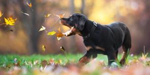 7 sfaturi pentru a face câine fotografie perfectă