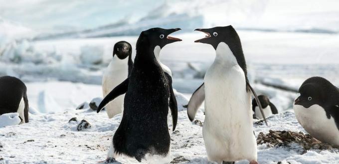 Filme cu pinguini: "Pinguinii"