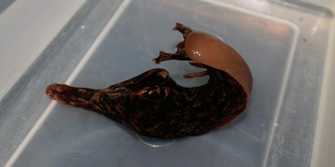Aplysia - o moluscă, care se mai numește și focă cu barbă