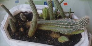Cum să aibă grijă de cactusi: un ghid complet