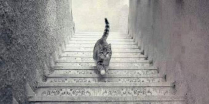 Pisică mergând pe scări