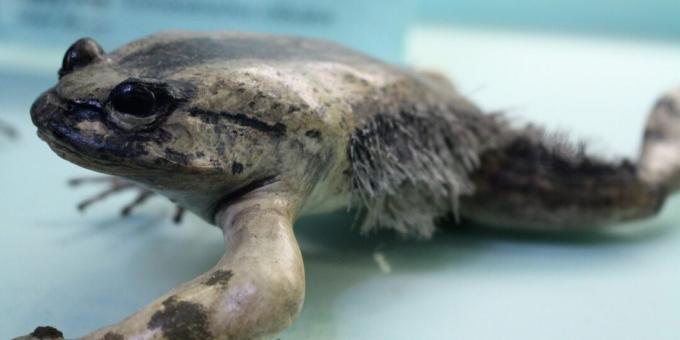 Animale neobișnuite: o broască care luptă cu fragmente din propriile oase