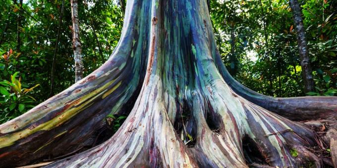 Locul uimitor de frumos: copaci Rainbow Eucalyptus in Maui, Hawaii