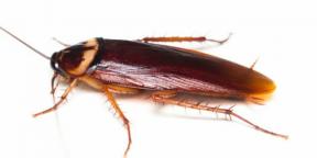 Gândacii mușcă și cum altfel pot fi periculoși