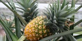 Cum să crească ananas la domiciliu: ghid pas cu pas