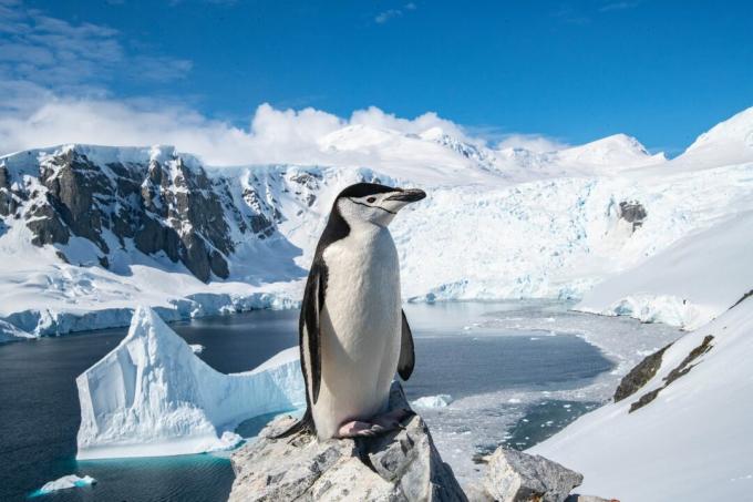 Antarctica: fotografia unui pinguin