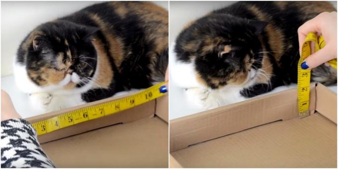 Post de zgâriere pisică DIY: luați măsurători