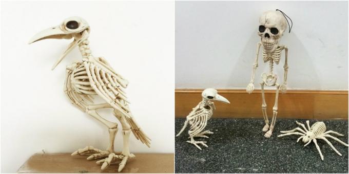 Crow schelet